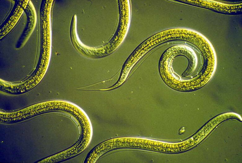 Nématodes