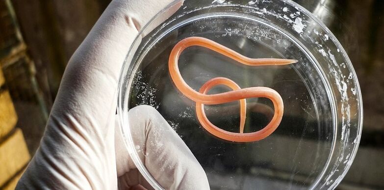 parasite du corps humain