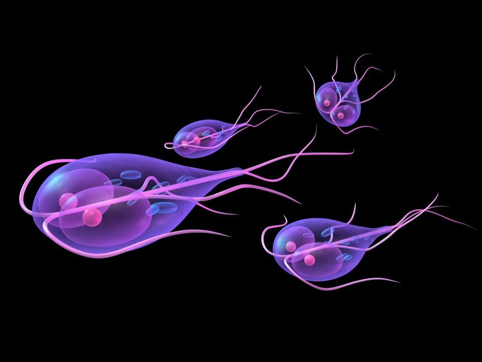 Giardia du corps humain