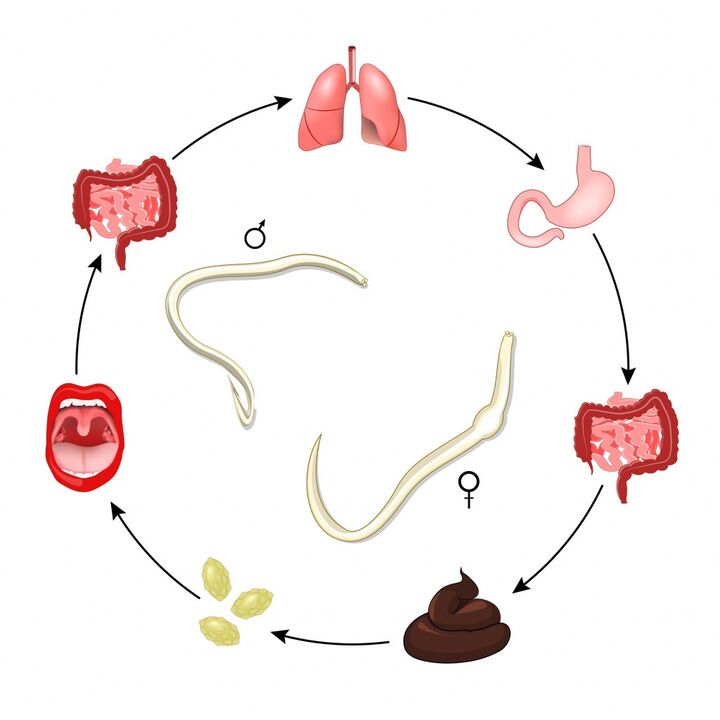 Cycle de vie des nématodes